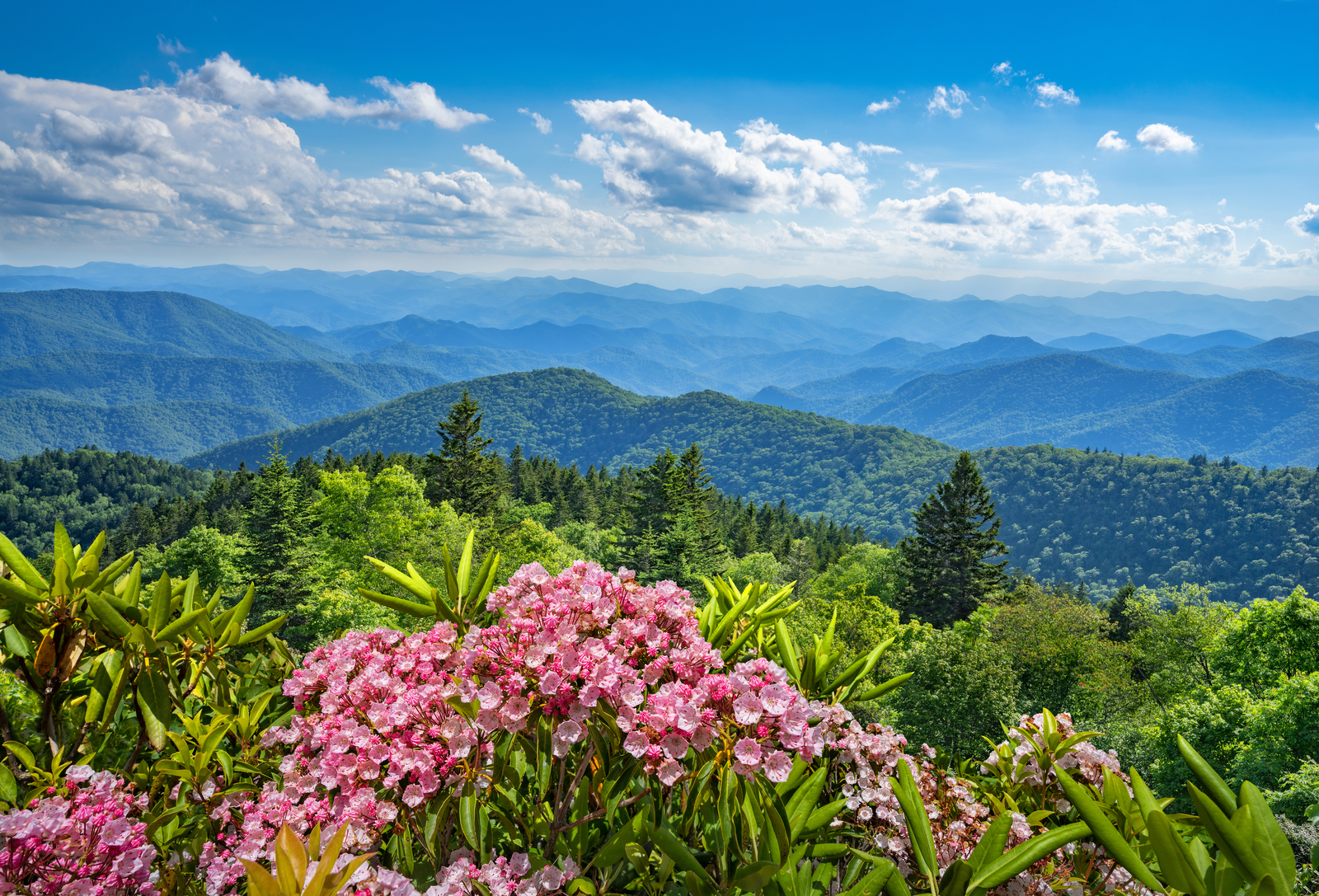 view of Great Smoky Mountains with pink wildflowers