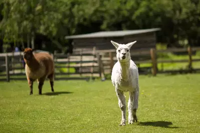 llamas at smoky mountain llama trek