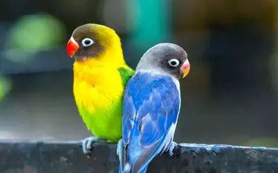 colorful parrots sitting on a branch at parrot mountain in pigeon forge