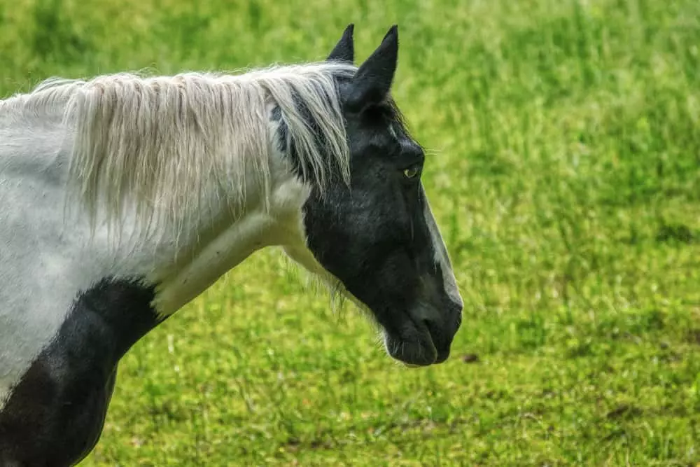 black and white horse