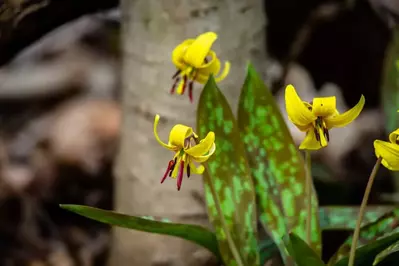 trout lily