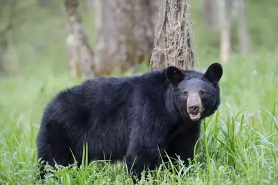 black bear in cades cove