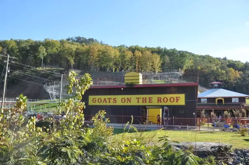 goats on the roof in pigeon forge