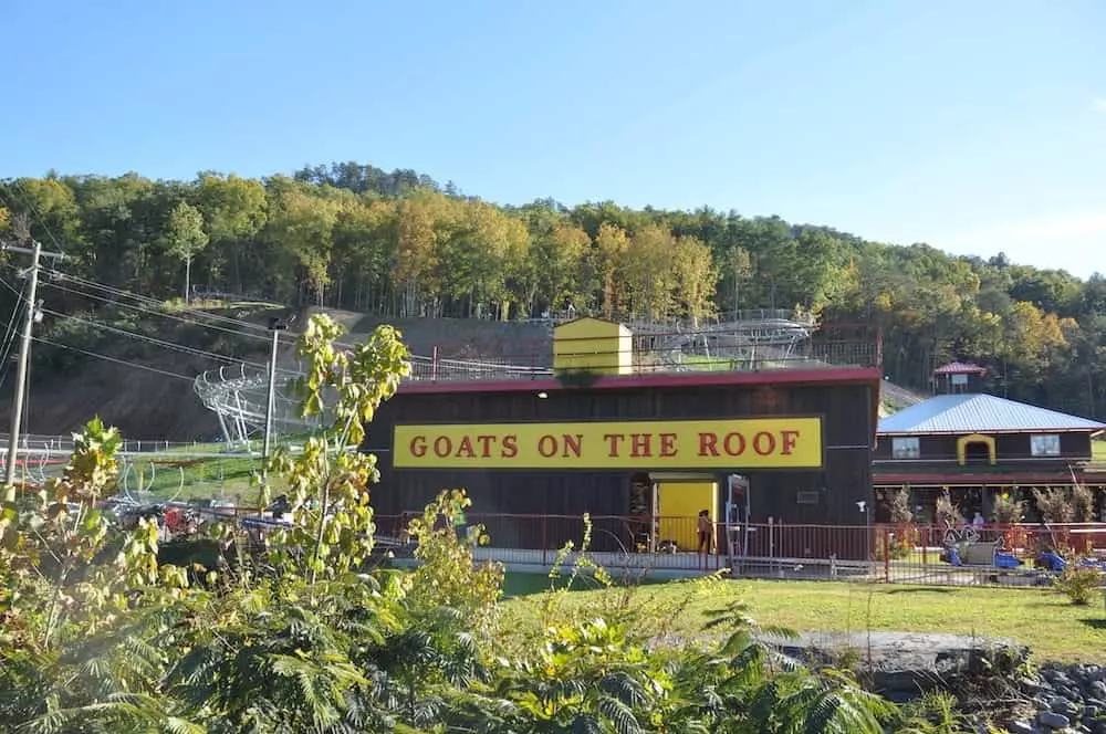 goats on the roof in pigeon forge