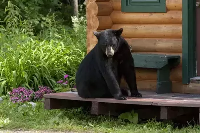 black bear in gatlinburg on deck of cabin