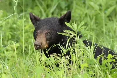 Smoky Mountain bear in field