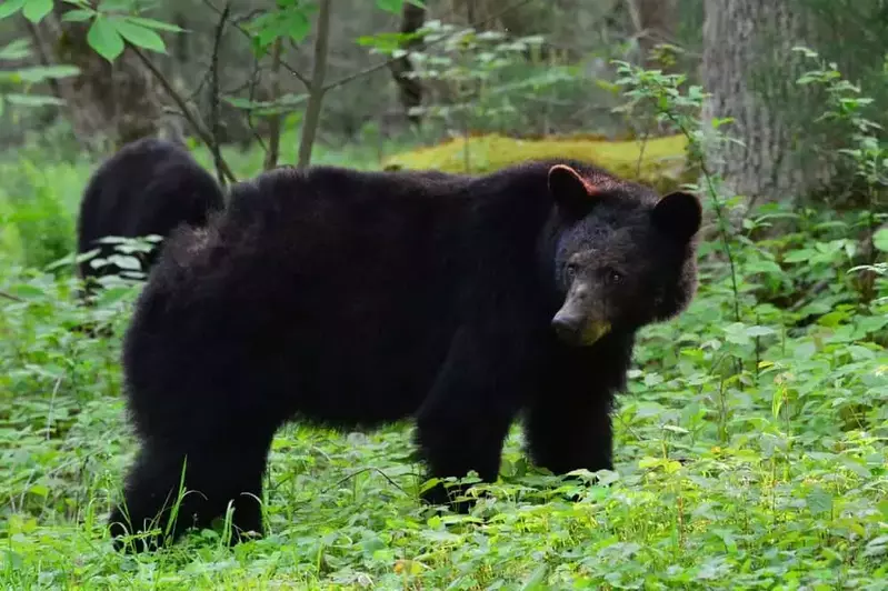 black bear in Gatlinburg standing in a field