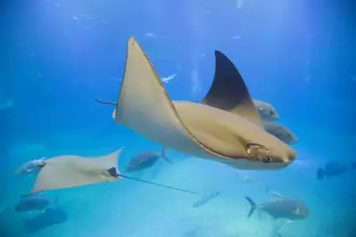 stingray in aquarium of the smokies