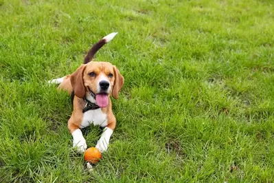 beagle in grass