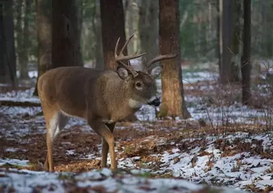 a deer in cades cove