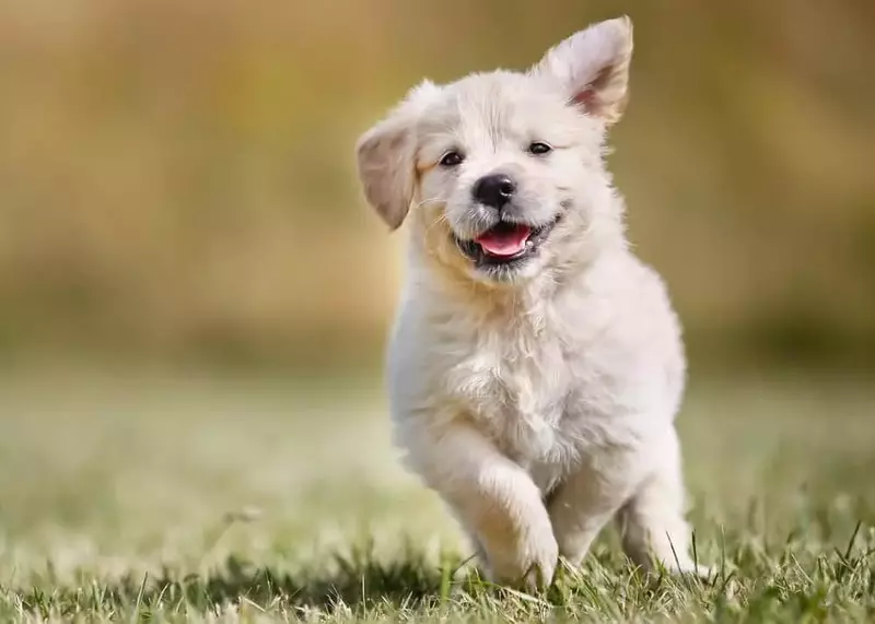 happy pet in mountains