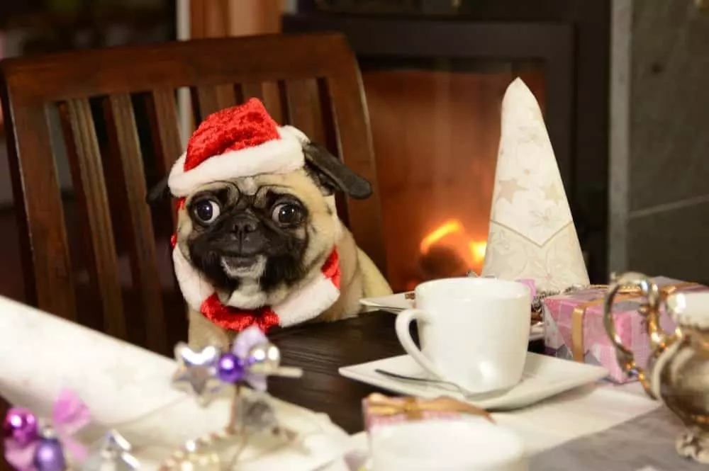 A pug with a santa hat in a Gatlinburg cabin