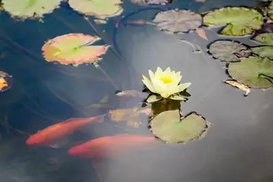 A beautiful koi pond.