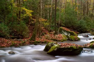 The Roaring Fork Motor Nature Trail in the fall.