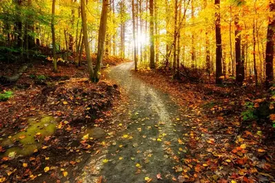 A hiking trail in the fall.