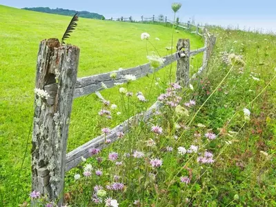 Wildflowers growing near a fence in a scenic Smoky Mountain meadow.