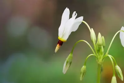 Shooting star wildflowers in Gatlinburg.