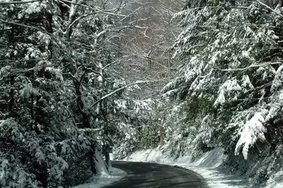 Snow covered trees line a street in Pigeon Forge.