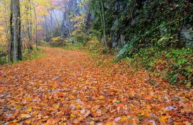 Smoky Mountains fall colors on leaves on the ground