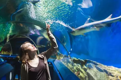 Ripley's Aquarium of the Smokies