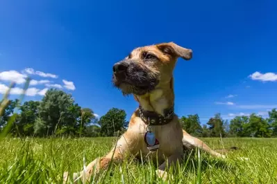 dog with collar on pet-friendly Pigeon Forge vacation