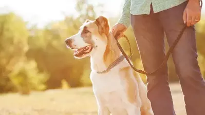 man and dog enjoying pet-friendly Pigeon Forge vacation