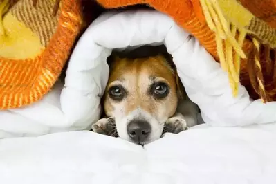 dog laying under blanket in pet-friendly Pigeon Forge cabin