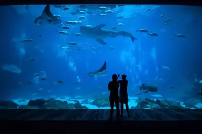 free tickets to Ripley's Aquarium of the Smokies