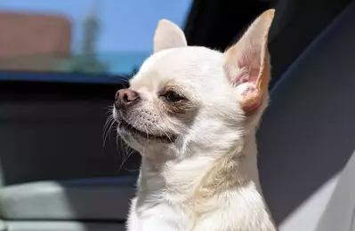 Dog staying at one of the many pet-friendly Gatlinburg cabins