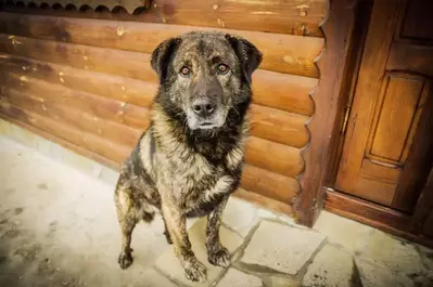 dog walking into a pet-friendly Gatlinburg cabin