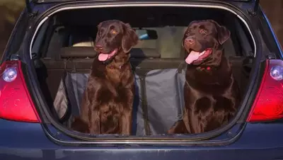 dogs riding in a car on their way to a pet-friendly Gatlinburg cabin