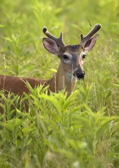 Deer in the grassy area of the Smoky Mountains