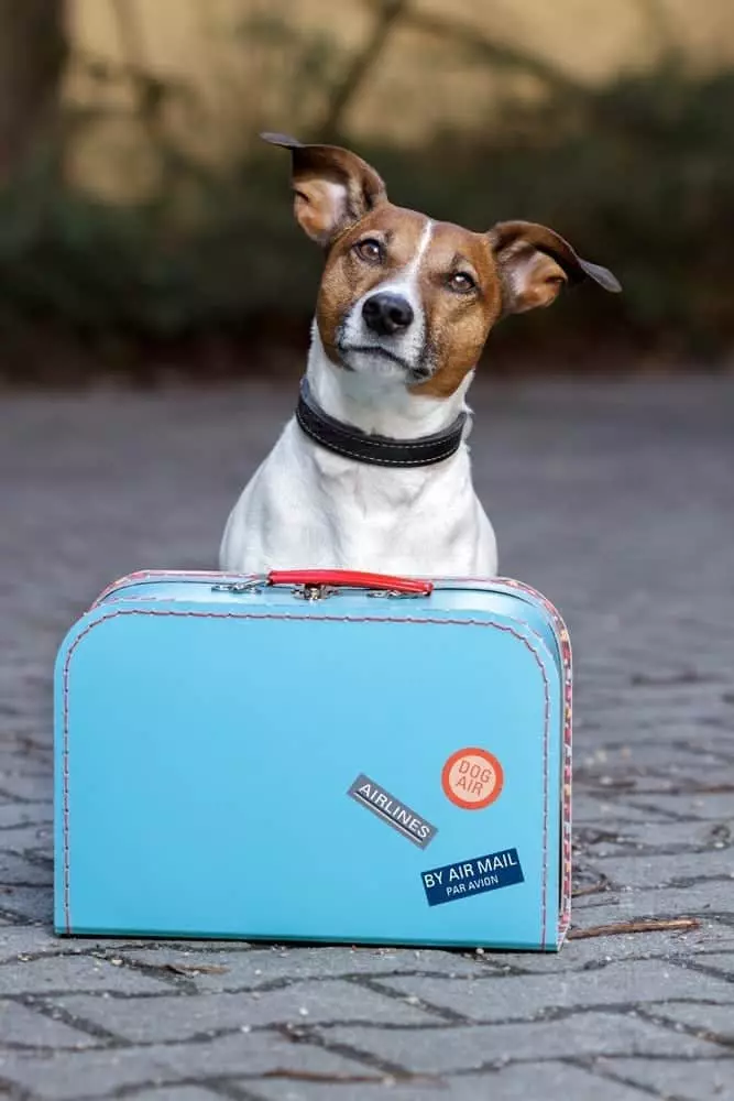 Small dog and blue suitcase wanting to take a vacation