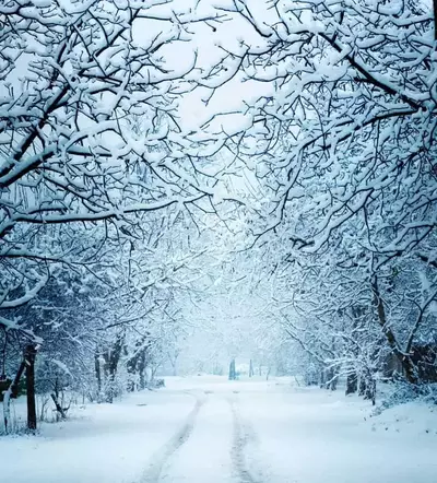 Winter trail in the forest