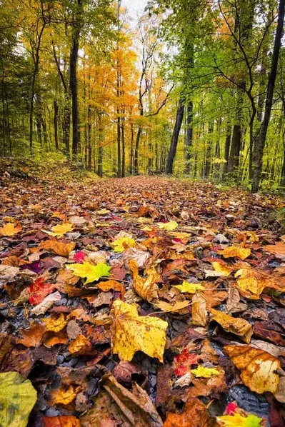 Trail in the Smoky Mountains covered in fall leaves