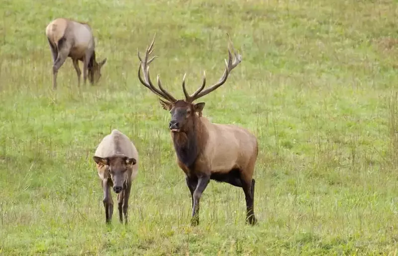 Three elk roaming the grass in the mountains