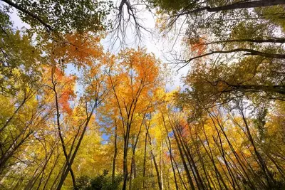 Autumn colors in the trees in the mountains