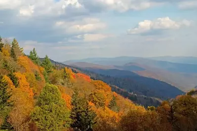 Fall colored trees in the mountains