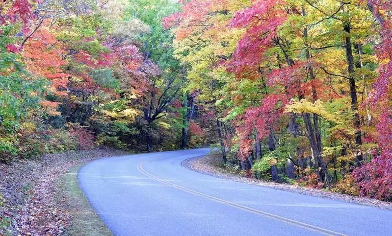 Fall colors lining a road in the Smoky Mountains