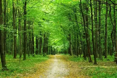 Smoky Mountain hiking trail in a forest