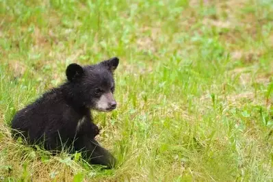 Baby black bear in the Smokies