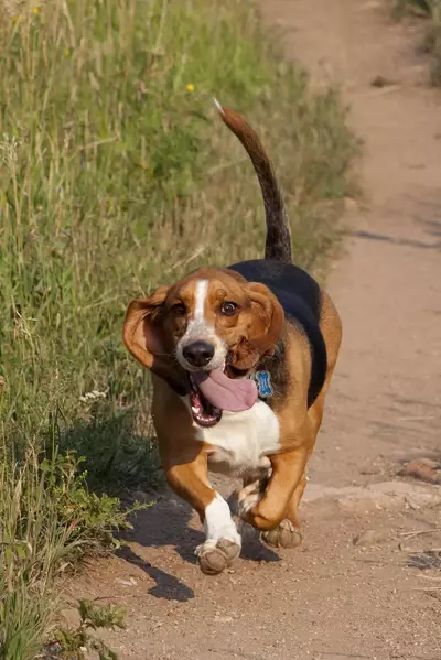 Beagle walking on a hiking trail