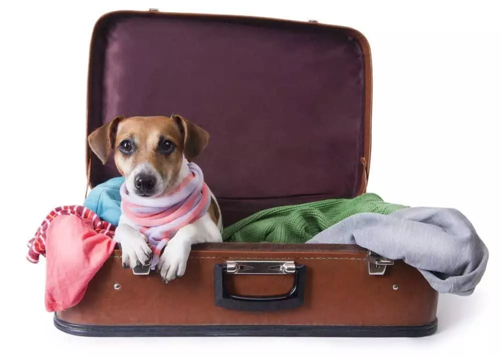 Small dog sitting in suitcase ready for vacation