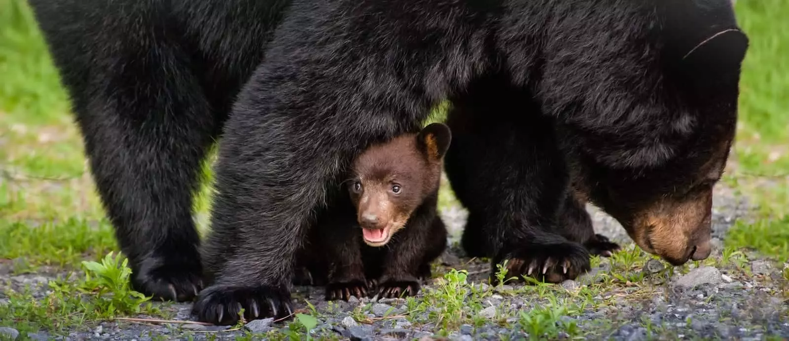 Smoky Mountain bears