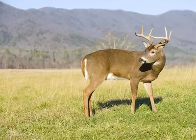 white tailed buck in field