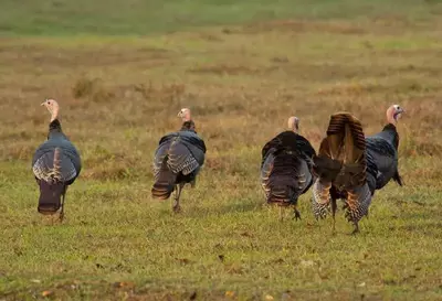 flock of wild turkeys in valley