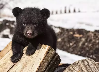 Black bear cub playing on wood stock 