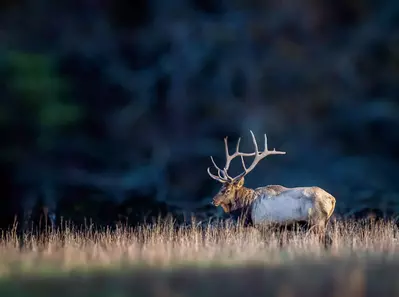 Elk in the wild