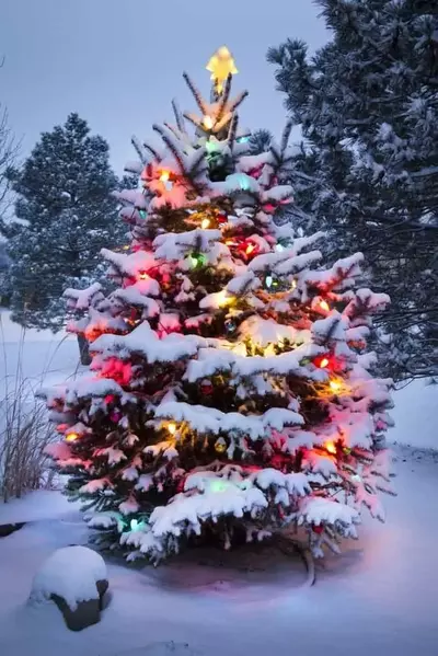 Christmas tree decorated with lights in the snow