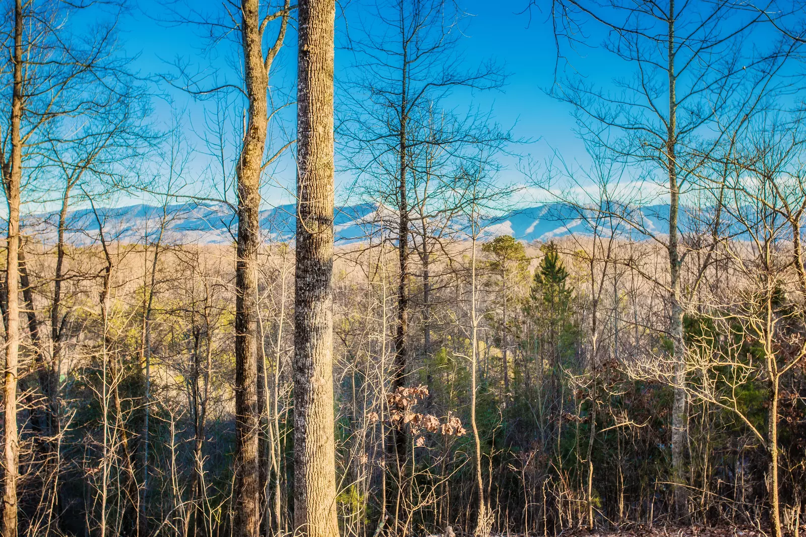 Birds Perch View